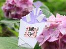  7月:辰巳の紫陽花